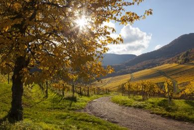 Hotels, Campingplätze und Ferienwohnungen in der Pfalz
