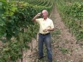 Weinstube Zur Laube Peter Terges in Trier - Mosel - Weingut Weinstube Zur Laube Peter Terges in Trier - Mosel - Weingut
