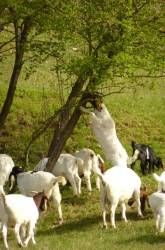 Ferienwohnung Raunecker