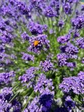 Pension Harmony Holiday