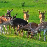 Hotel Marienthaler Hof