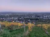 Ferienwohnung Tiller in Münster-Sarmsheim
