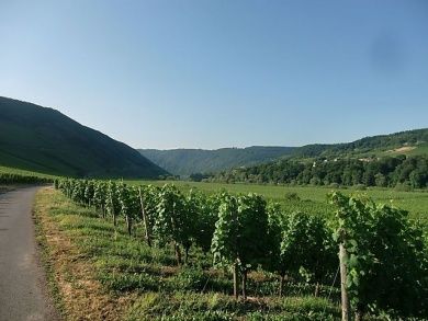 Ferien-Weingut Kirch - Mosel-Urlaub in Ediger-Eller -  noch freie Wochenenden