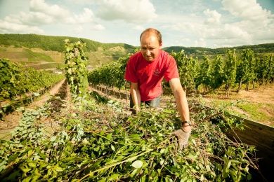 Pension und Weingut Schmitt-Rodermund