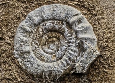 Ammonit Symbolbild