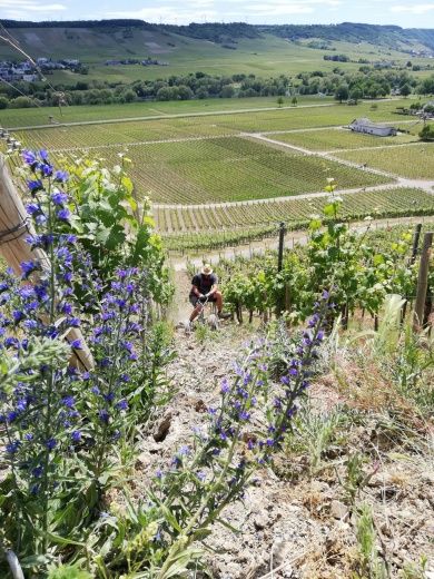 Ferienweingut FERRES an der Mosel