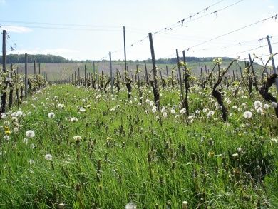 Weingut & Gästezimmer Oskar Bastian