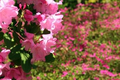 Schlosspark Bad Rappenau