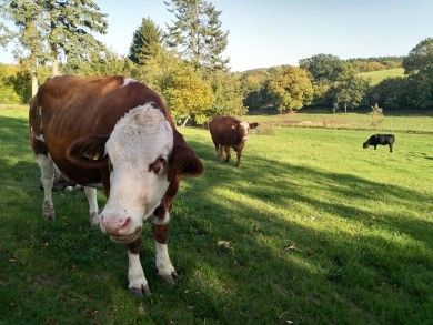 Landhaus SoonZauber - Charmantes Ferienhaus mit moderner Ausstattung