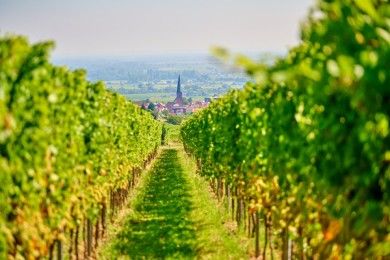 Weingut Seitz-Schreiner & Ferienwohnung - Südliche Weinstraße