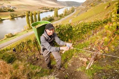 Pension und Weingut Schmitt-Rodermund