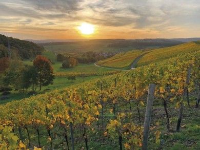 Weingut-Ferienwohnung Willems