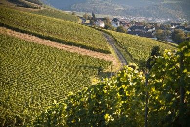 Weingut-Ferienwohnung Willems