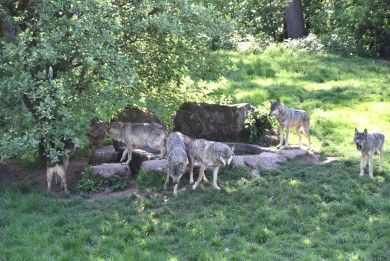 Wild- und Wanderpark bei Silz