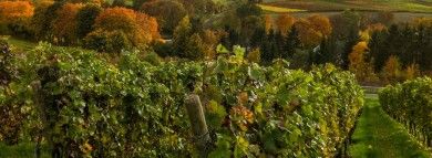 Weingut und Gästezimmer Fritz