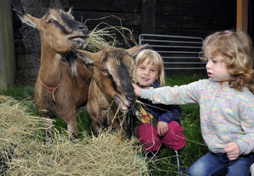 Höhenhof * Urlaub auf dem Bauernhof * Erlebnisbauernhof * 