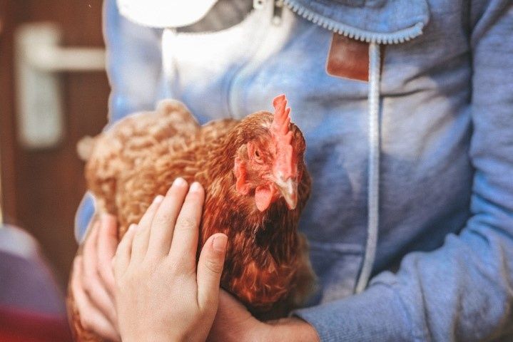 Höhenhof * Urlaub auf dem Bauernhof * Erlebnisbauernhof * 