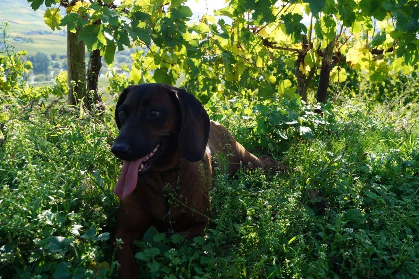 Ferienweingut FERRES an der Mosel