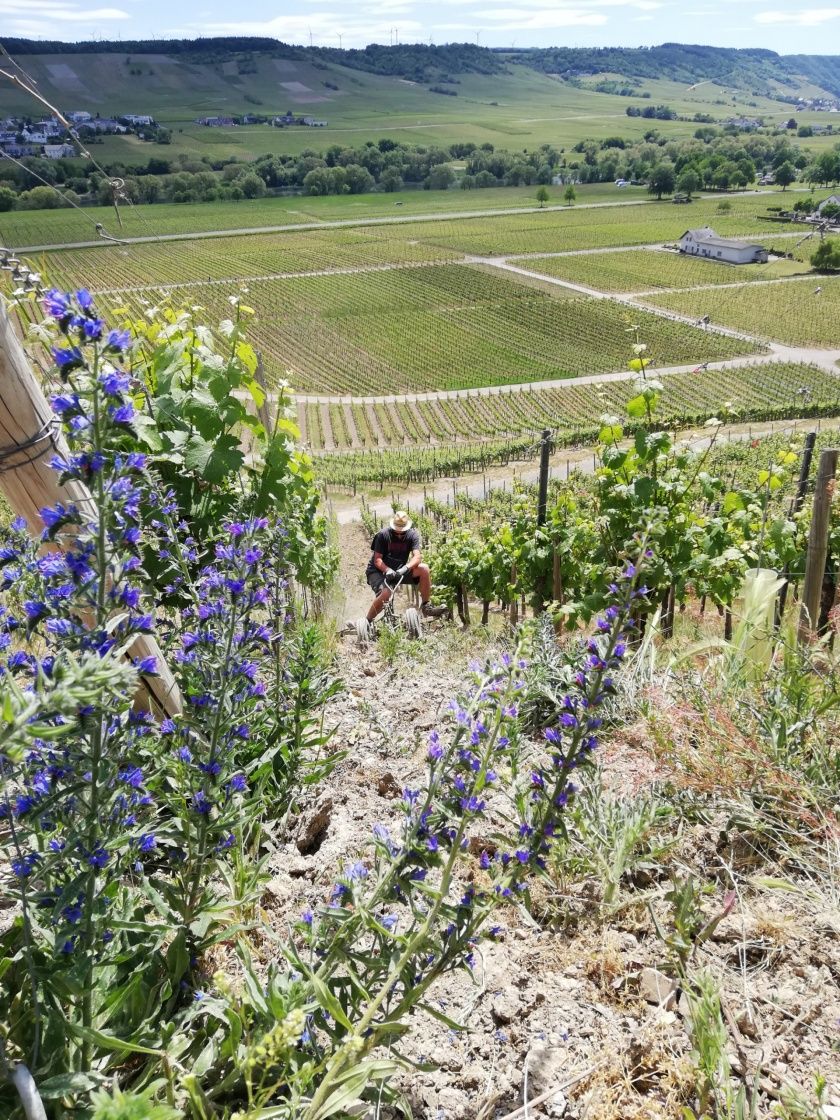 Ferienweingut FERRES an der Mosel
