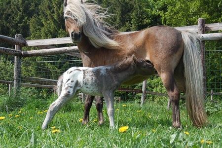 Ferienwohnung Grefensteiner Hof