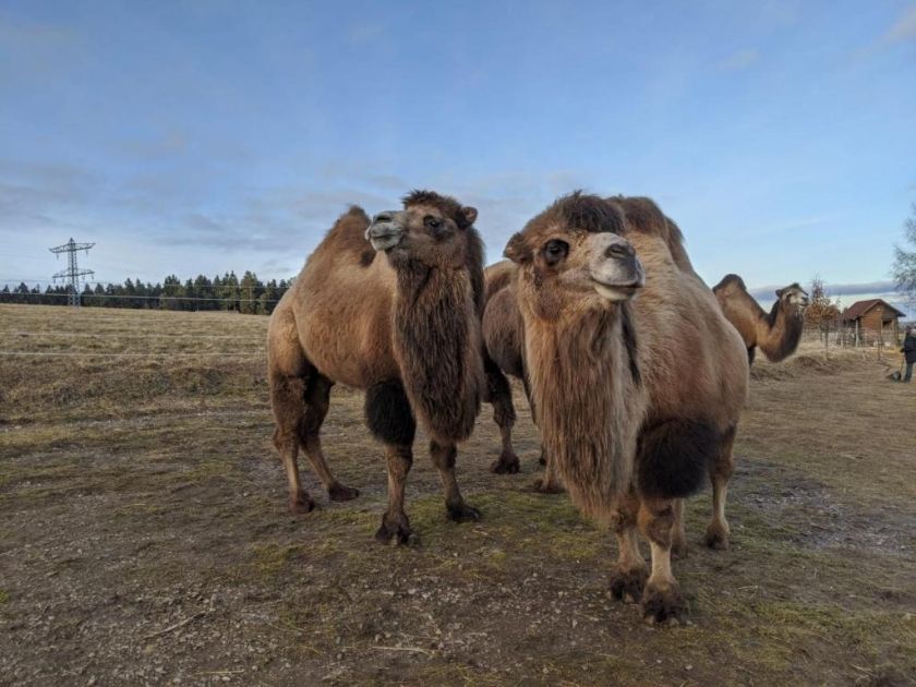 Gästehaus Wilder Mann