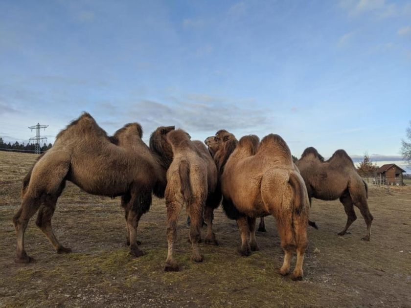 Gästehaus Wilder Mann