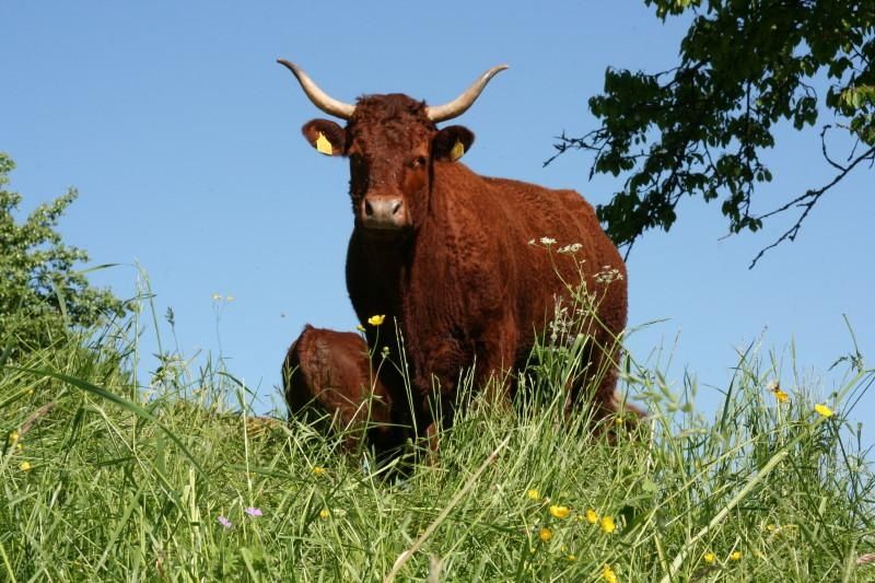 Ferienwohnungen Bierpeterhof