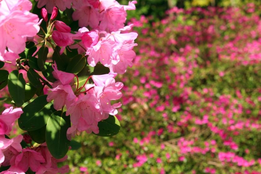 Schlosspark Bad Rappenau