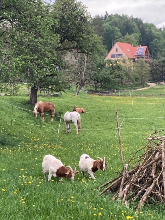 Ferienwohnung Dachsmühle - Natur und Tiere - Toll für Kinder und Wanderer
