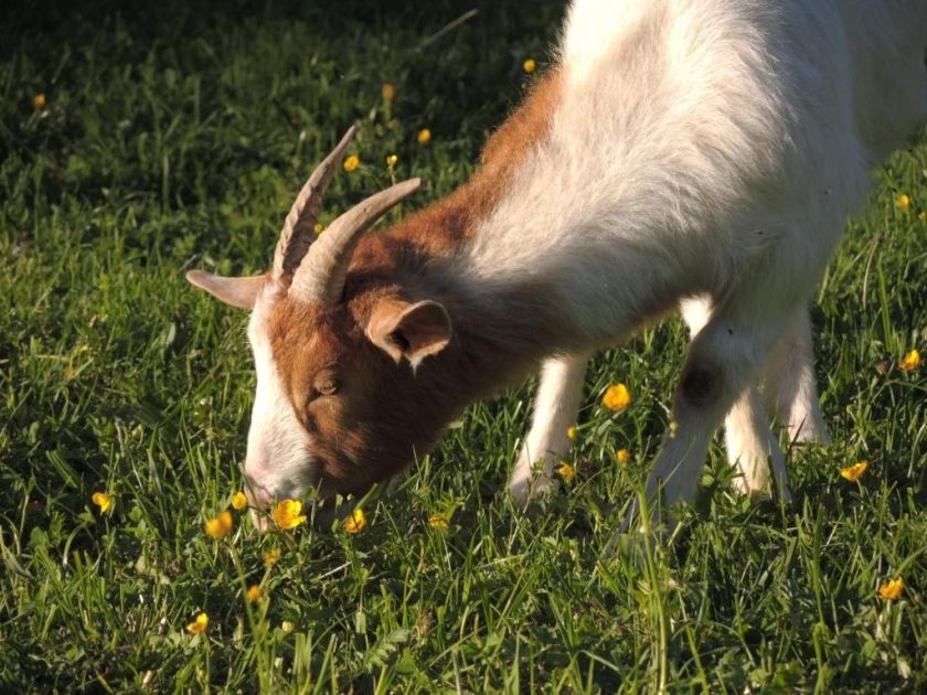 Ferienwohnung Dachsmühle - Natur und Tiere - Toll für Kinder und Wanderer