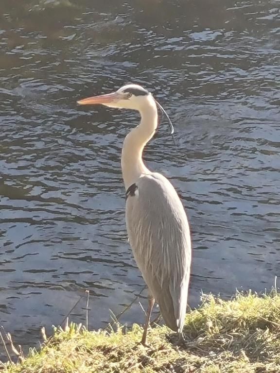 Ferienwohnungen am Enzufer
