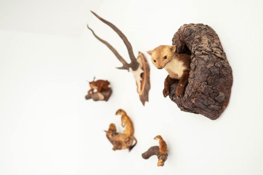 Ferienhof Obertor Kälberstall