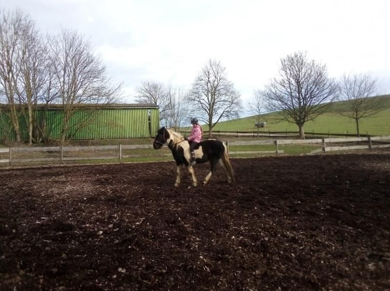 Steinäckerhof - Familienfreundlicher Bauernhof im Hunsrück