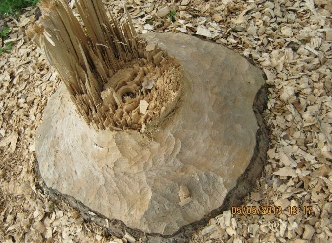 Ferienwohnung Raunecker