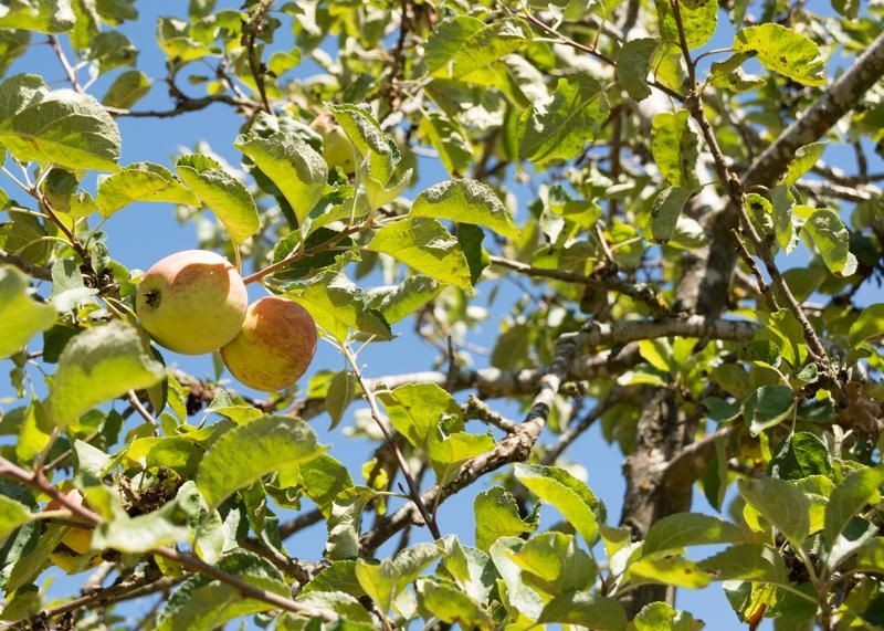 Ferienhaus Apfelbäumchen Hochschwarzwald