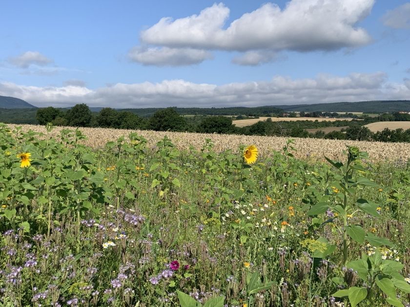 Ferienhaus am Häferbach