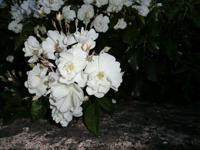 Ferienwohnung Seetalblick