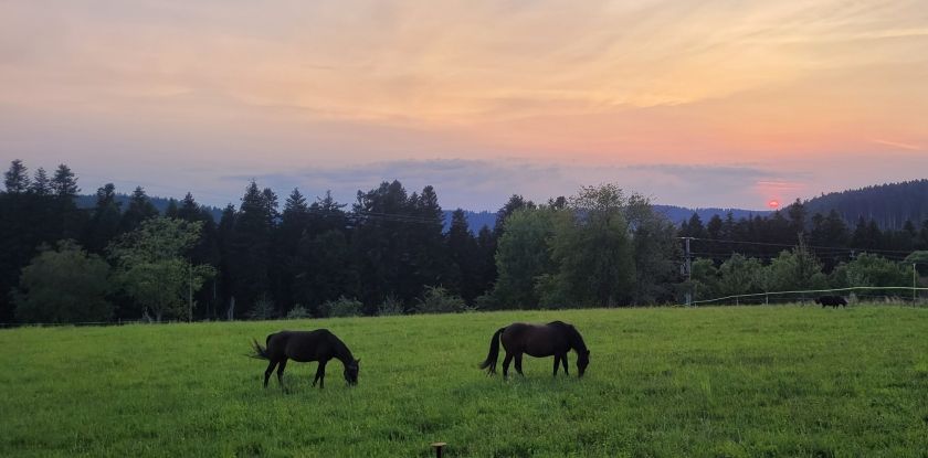 Abendstimmung auf der Weide