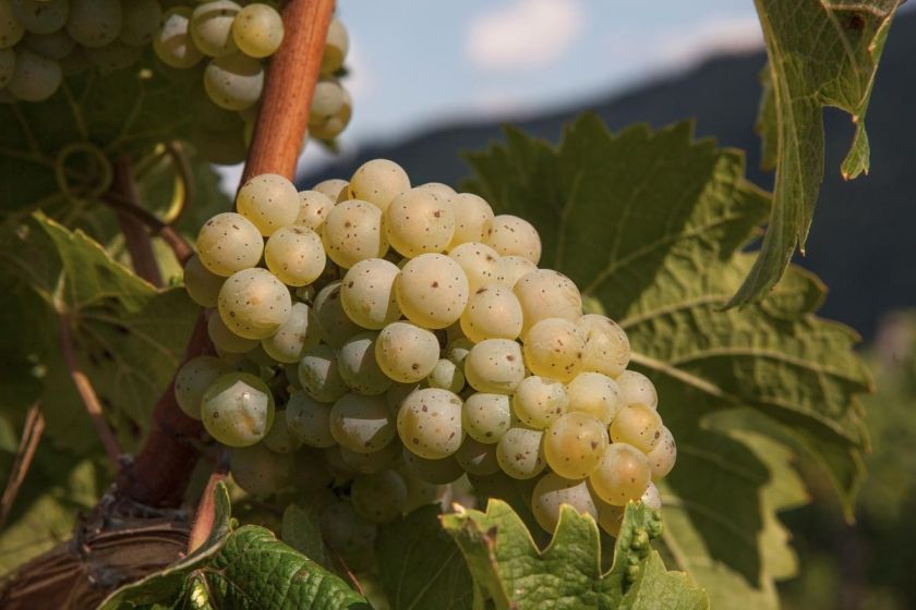 Ferienwohnung Zum Moselsteig