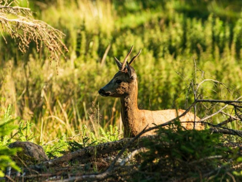 Ferienwohnung Tannenduft