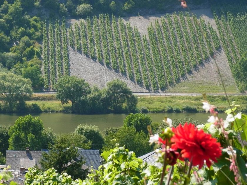 Ferienweingut Bollig