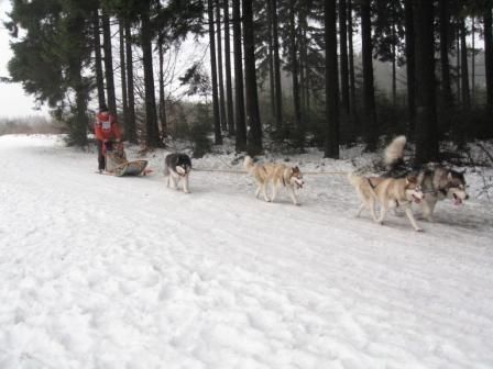 Schlittenhunderennen