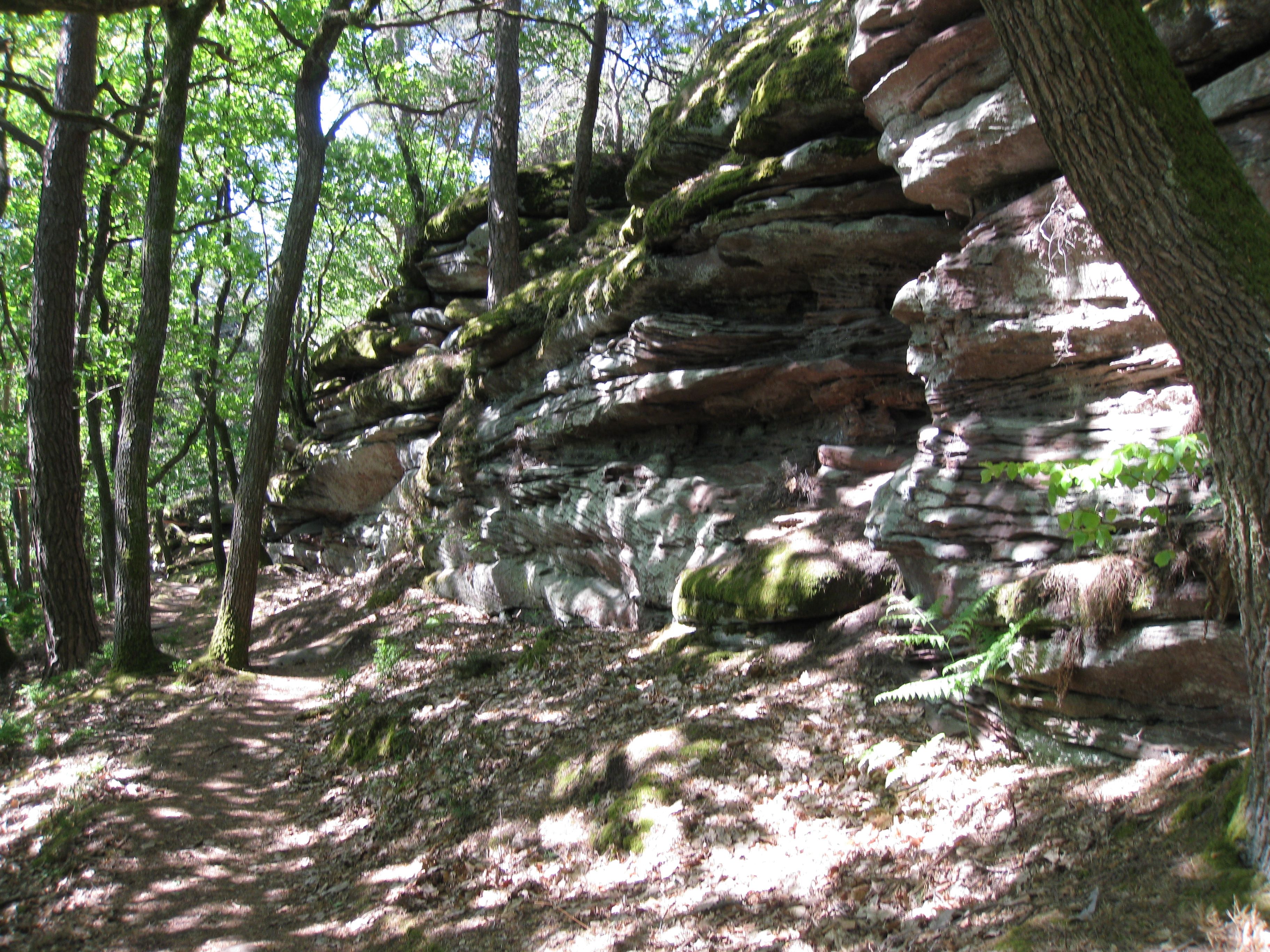 Wandertour im Pfälzerwald