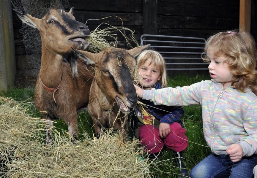 Höhenhof * Urlaub auf dem Bauernhof * Erlebnisbauernhof * 