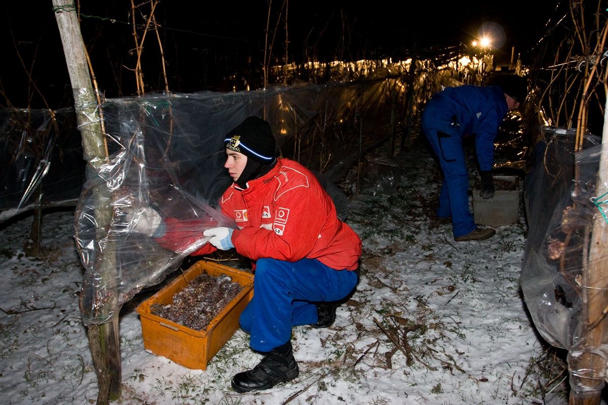 Weinstube Zur Laube Peter Terges in Trier - Mosel - Weingut