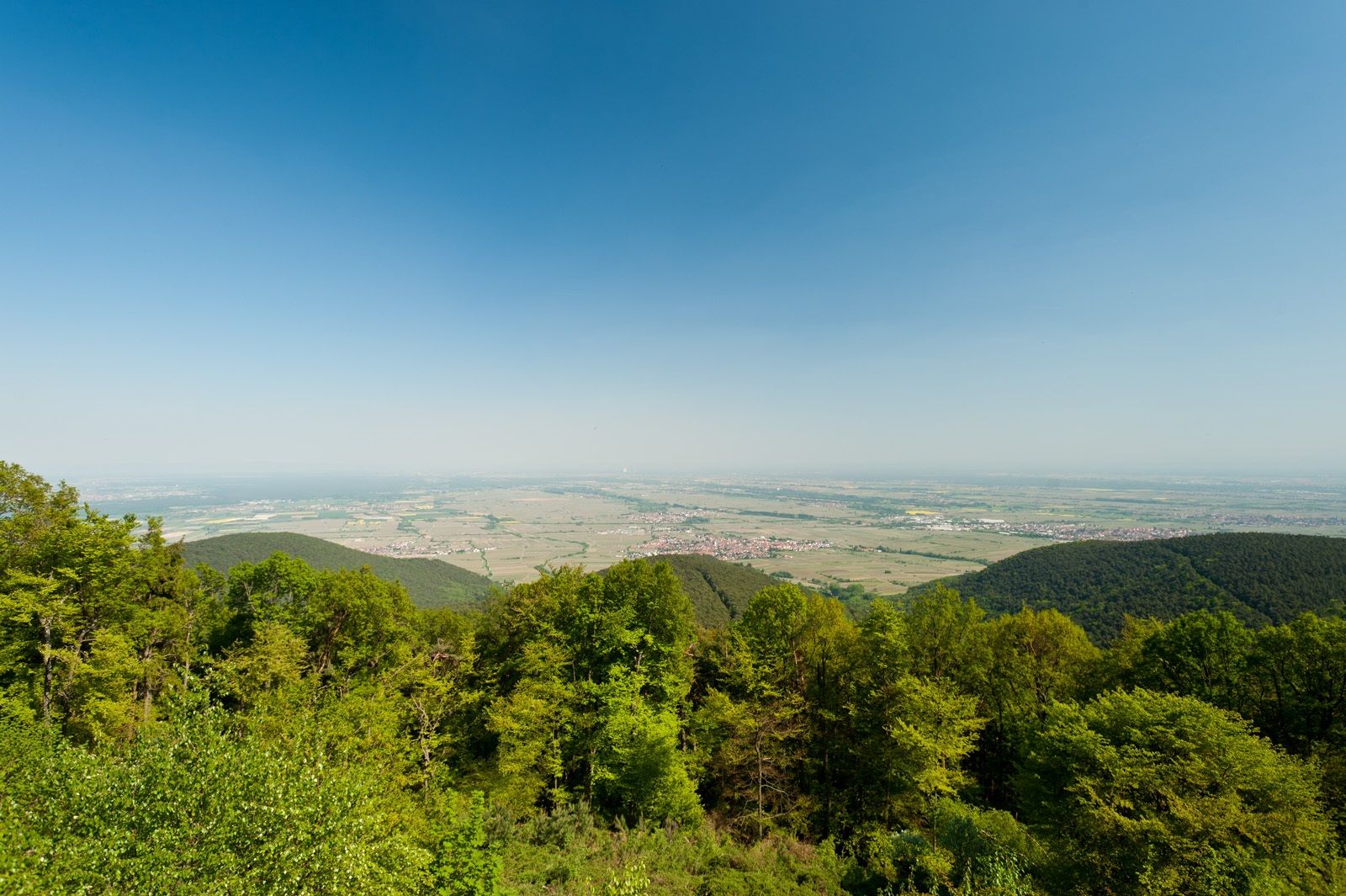 Kalmit bei Maikammer