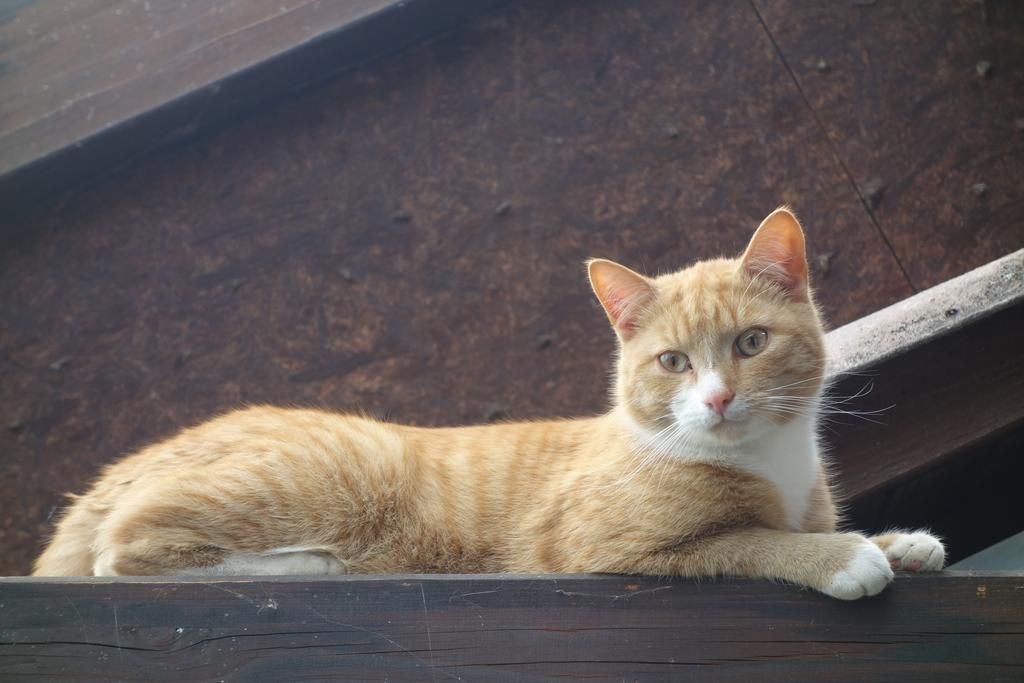 Ferienwohnungen Meisenthaler-Mühle