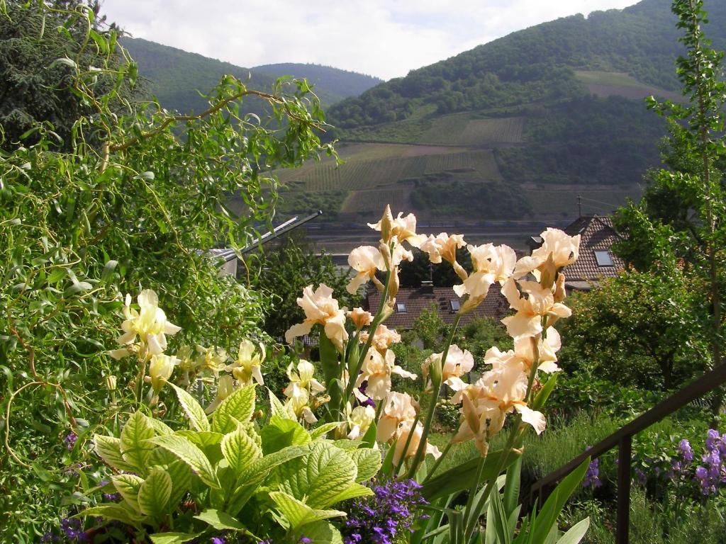Ferienwohnung Batek am Rhein