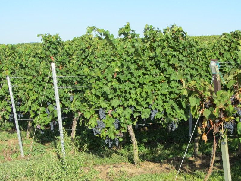 Rebenmeer um Impflingen