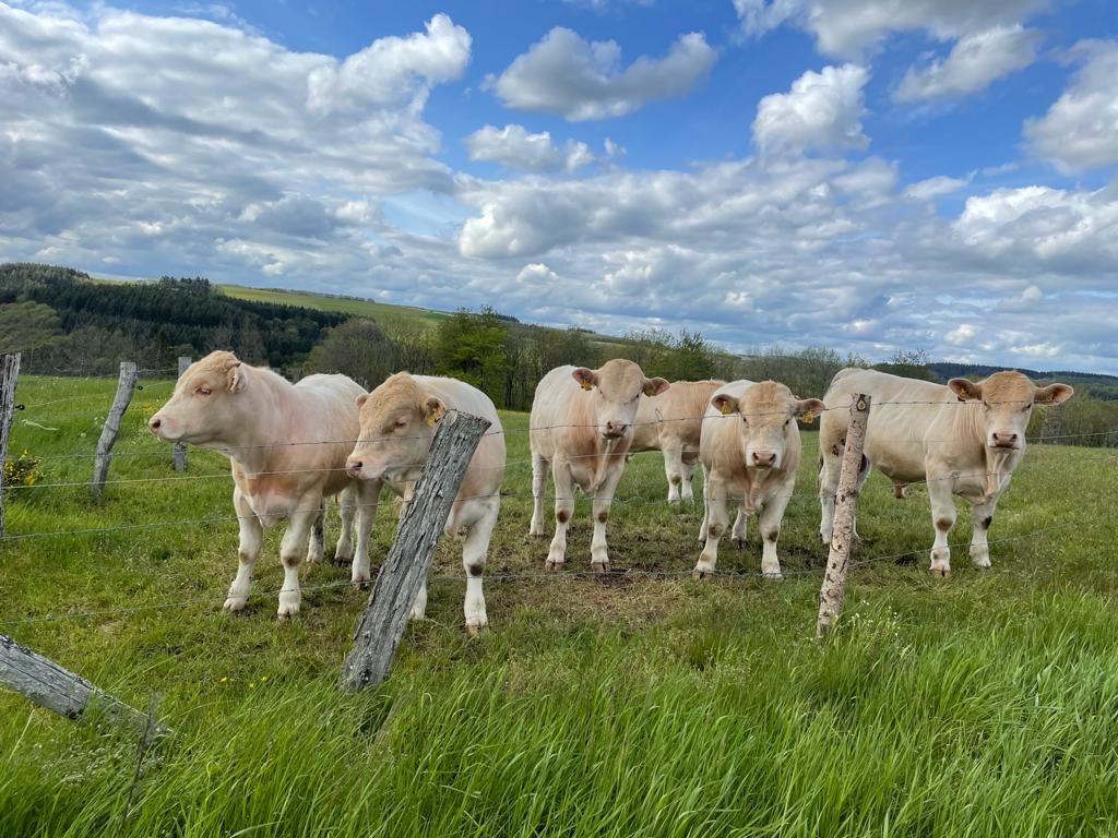 Campingplatz Drei Spatzen